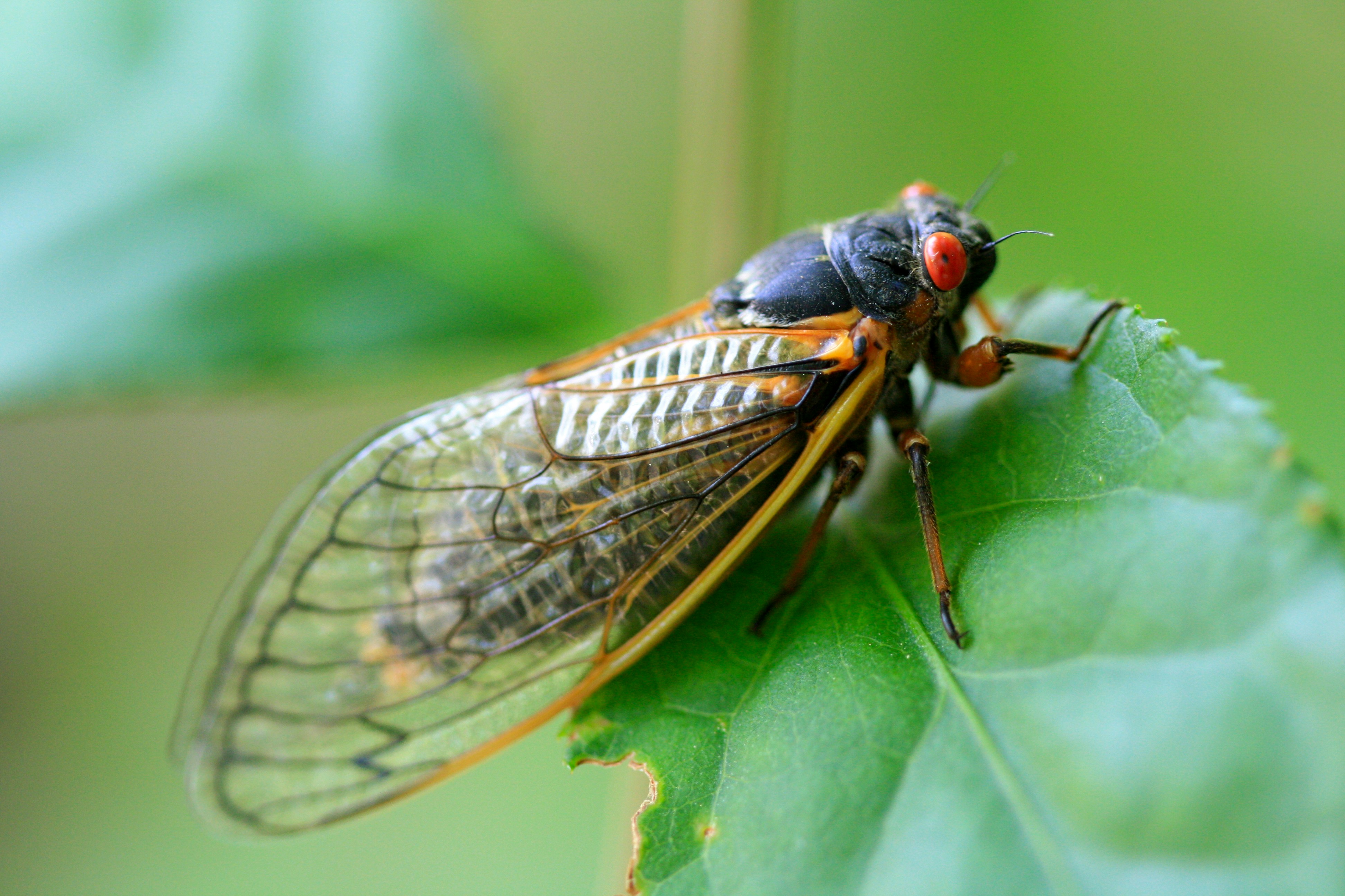 cicada