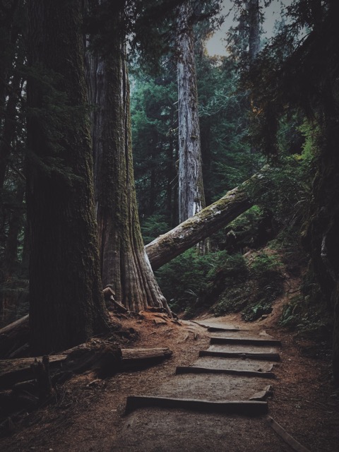 fallen tree